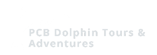 Panama City Beach Dolphin and Snorkeling Adventures image
